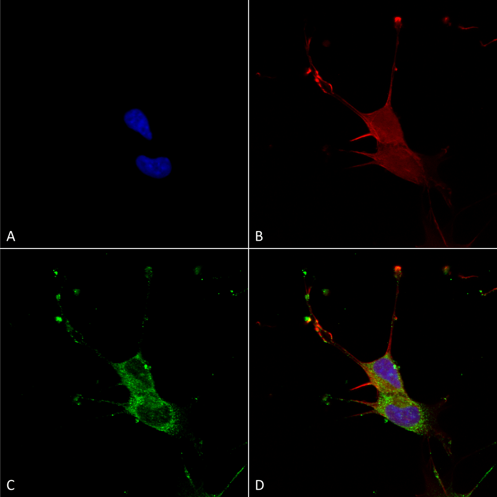 Immunocytochemistry/Immunofluorescence analysis using Mouse Anti-LGI1 Monoclonal Antibody, Clone S283-7 (56577). Tissue: Neuroblastoma cells (SH-SY5Y). Species: Human. Fixation: 4% PFA for 15 min. Primary Antibody: Mouse Anti-LGI1 Monoclonal Antibody (56577) at 1:100 for overnight at 4°C with slow rocking. Secondary Antibody: AlexaFluor 488 at 1:1000 for 1 hour at RT. Counterstain: Phalloidin-iFluor 647 (red) F-Actin stain; Hoechst (blue) nuclear stain at 1:800, 1.6mM for 20 min at RT. (A) Hoechst (blue) nuclear stain. (B) Phalloidin-iFluor 647 (red) F-Actin stain. (C) LGI1 Antibody (D) Composite.