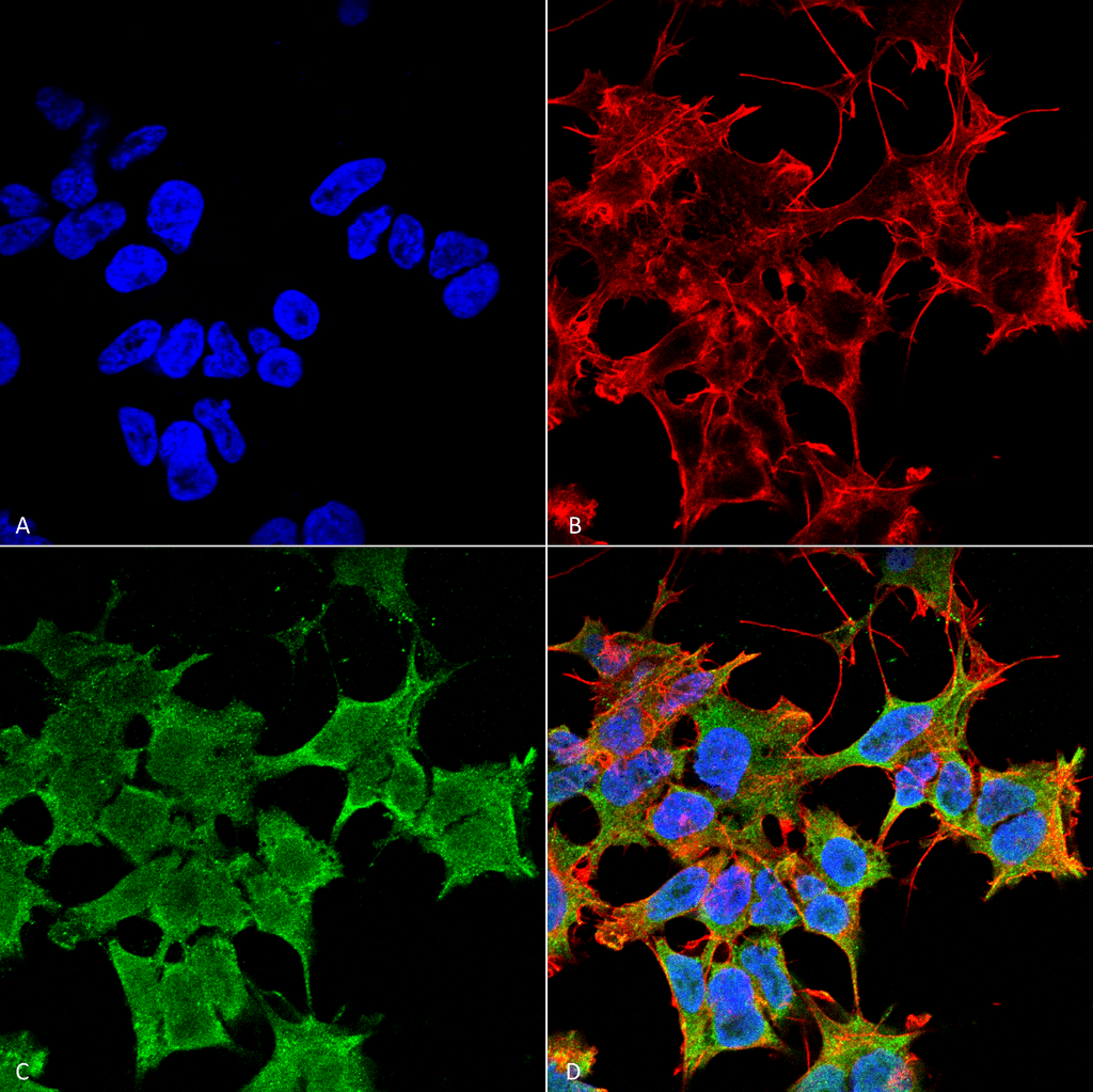 Immunocytochemistry/Immunofluorescence analysis using Mouse Anti-LGI1 Monoclonal Antibody, Clone S283-7 (56577). Tissue: Neuroblastoma cell line (SK-N-BE). Species: Human. Fixation: 4% Formaldehyde for 15 min at RT. Primary Antibody: Mouse Anti-LGI1 Monoclonal Antibody (56577) at 1:100 for 60 min at RT. Secondary Antibody: Goat Anti-Mouse ATTO 488 at 1:100 for 60 min at RT. Counterstain: Phalloidin Texas Red F-Actin stain; DAPI (blue) nuclear stain at 1:1000, 1:5000 for 60min RT, 5min RT. Localization: Cell Junction, Golgi Apparatus, Endoplasmic Reticulum. Magnification: 60X. (A) DAPI (blue) nuclear stain. (B) Phalloidin Texas Red F-Actin stain. (C) LGI1 Antibody. (D) Composite.