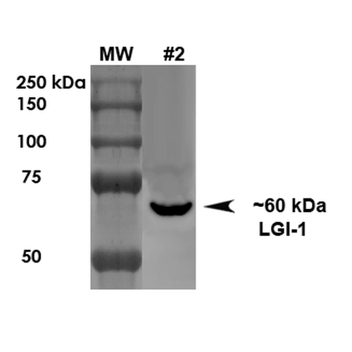 Western Blot analysis of Rat Brain Membrane showing detection of ~60 kDa LGI1 protein using Mouse Anti-LGI1 Monoclonal Antibody, Clone S283-7 (56577). Load: 10 µg. Primary Antibody: Mouse Anti-LGI1 Monoclonal Antibody (56577) at 1:1000 for 1 hour at RT. Secondary Antibody: Goat Anti-Mouse HRP at 1:200 for 1 hour at RT. Predicted/Observed Size: ~60 kDa.