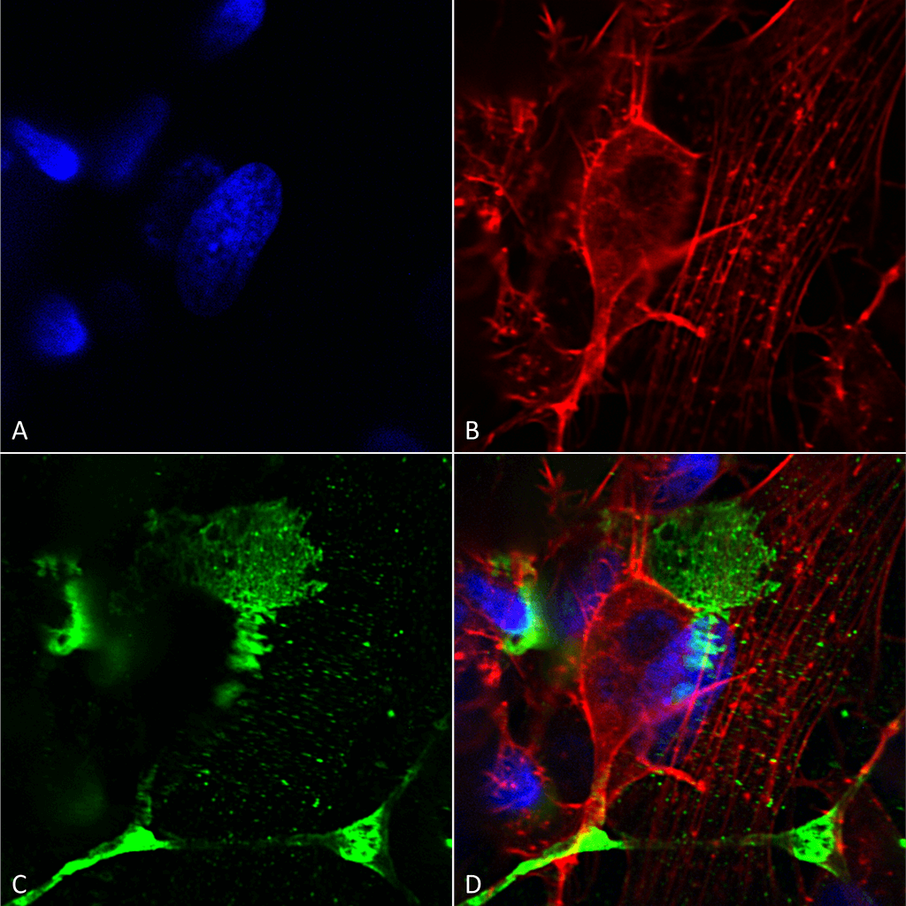 Immunocytochemistry/Immunofluorescence analysis using Mouse Anti-LRP4 (Extracellular) Monoclonal Antibody, Clone S207-27 (56540). Tissue: Neuroblastoma cells (SH-SY5Y). Species: Human. Fixation: 4% PFA for 15 min. Primary Antibody: Mouse Anti-LRP4 (Extracellular) Monoclonal Antibody (56540) at 1:200 for overnight at 4°C with slow rocking. Secondary Antibody: AlexaFluor 488 at 1:1000 for 1 hour at RT. Counterstain: Phalloidin-iFluor 647 (red) F-Actin stain; Hoechst (blue) nuclear stain at 1:800, 1.6mM for 20 min at RT. (A) Hoechst (blue) nuclear stain. (B) Phalloidin-iFluor 647 (red) F-Actin stain. (C) LRP4 (Extracellular) Antibody (D) Composite.