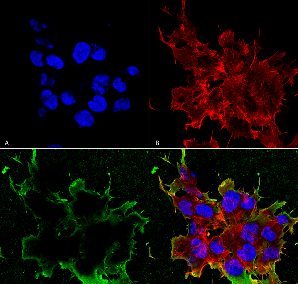 Immunocytochemistry/Immunofluorescence analysis using Mouse Anti-LRP4 (Extracellular) Monoclonal Antibody, Clone S207-27 (56540). Tissue: Neuroblastoma cell line (SK-N-BE). Species: Human. Fixation: 4% Formaldehyde for 15 min at RT. Primary Antibody: Mouse Anti-LRP4 (Extracellular) Monoclonal Antibody (56540) at 1:100 for 60 min at RT. Secondary Antibody: Goat Anti-Mouse ATTO 488 at 1:100 for 60 min at RT. Counterstain: Phalloidin Texas Red F-Actin stain; DAPI (blue) nuclear stain at 1:1000, 1:5000 for 60min RT, 5min RT. Localization: Membrane. Magnification: 60X. (A) DAPI (blue) nuclear stain. (B) Phalloidin Texas Red F-Actin stain. (C) LRP4 (Extracellular) Antibody. (D) Composite.