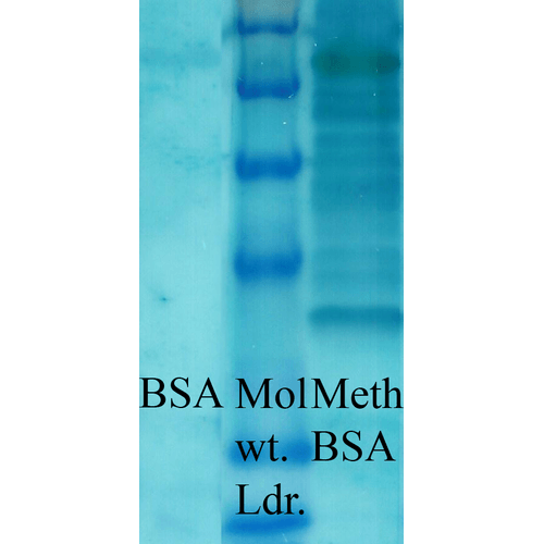 Western blot analysis of Bovine serum albumin showing detection of Methylated Lysine protein using Rabbit Anti-Methylated Lysine Polyclonal Antibody (56499). Primary Antibody: Rabbit Anti-Methylated Lysine Polyclonal Antibody (56499) at 1:1000. Methylated Lysine in BSA (Left) and Methylated BSA (Right).