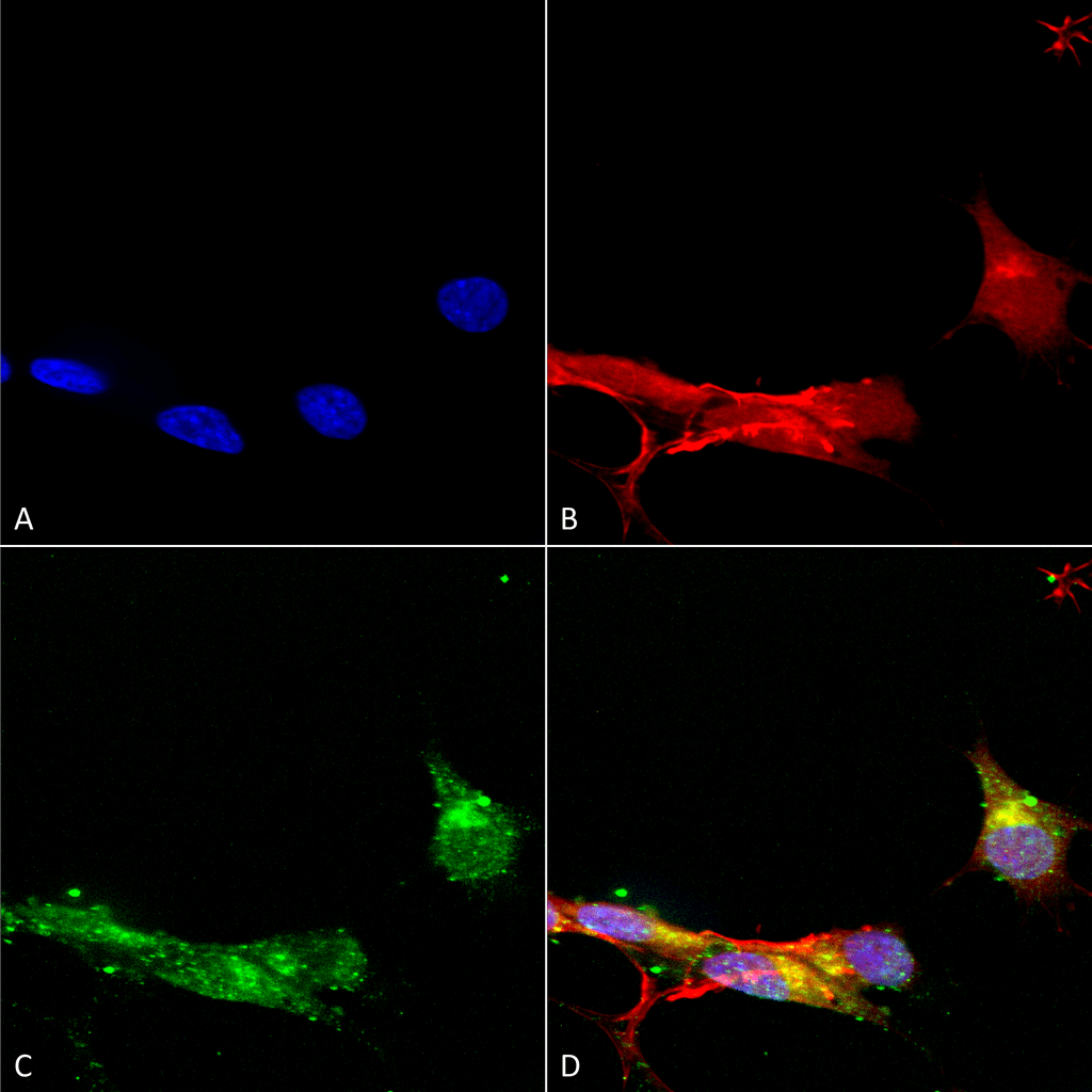 Immunocytochemistry/Immunofluorescence analysis using Mouse Anti-mGluR1/5 Monoclonal Antibody, Clone S75-33 (56526). Tissue: Neuroblastoma cells (SH-SY5Y). Species: Human. Fixation: 4% PFA for 15 min. Primary Antibody: Mouse Anti-mGluR1/5 Monoclonal Antibody (56526) at 1:100 for overnight at 4°C with slow rocking. Secondary Antibody: AlexaFluor 488 at 1:1000 for 1 hour at RT. Counterstain: Phalloidin-iFluor 647 (red) F-Actin stain; Hoechst (blue) nuclear stain at 1:800, 1.6mM for 20 min at RT. (A) Hoechst (blue) nuclear stain. (B) Phalloidin-iFluor 647 (red) F-Actin stain. (C) mGluR1/5 Antibody (D) Composite.