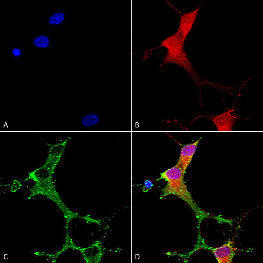 Immunocytochemistry/Immunofluorescence analysis using Mouse Anti-mGluR1/5 Monoclonal Antibody, Clone S75-3 (56545). Tissue: Neuroblastoma cells (SH-SY5Y). Species: Human. Fixation: 4% PFA for 15 min. Primary Antibody: Mouse Anti-mGluR1/5 Monoclonal Antibody (56545) at 1:50 for overnight at 4°C with slow rocking. Secondary Antibody: AlexaFluor 488 at 1:1000 for 1 hour at RT. Counterstain: Phalloidin-iFluor 647 (red) F-Actin stain; Hoechst (blue) nuclear stain at 1:800, 1.6mM for 20 min at RT. (A) Hoechst (blue) nuclear stain. (B) Phalloidin-iFluor 647 (red) F-Actin stain. (C) mGluR1/5 Antibody (D) Composite.