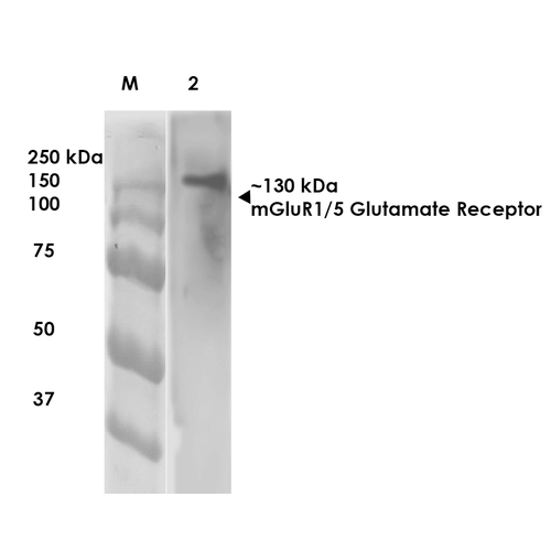 Western Blot analysis of Rat Brain Membrane showing detection of ~130 kDa mGluR5 protein using Mouse Anti-mGluR5 Monoclonal Antibody, Clone S75-33 (56545). Lane 1: Molecular Weight (MW) Ladder. Lane 2: Rat Brain Membrane. Load: 10 µg. Block: 5% milk. Primary Antibody: Mouse Anti-mGluR5 Monoclonal Antibody (56545) at 1:1000 for 1 hour at RT. Secondary Antibody: Goat Anti-Mouse IgG: HRP at 1:200 for 1 hour at RT. Color Development: TMB solution for 10 min at RT. Predicted/Observed Size: ~130 kDa.