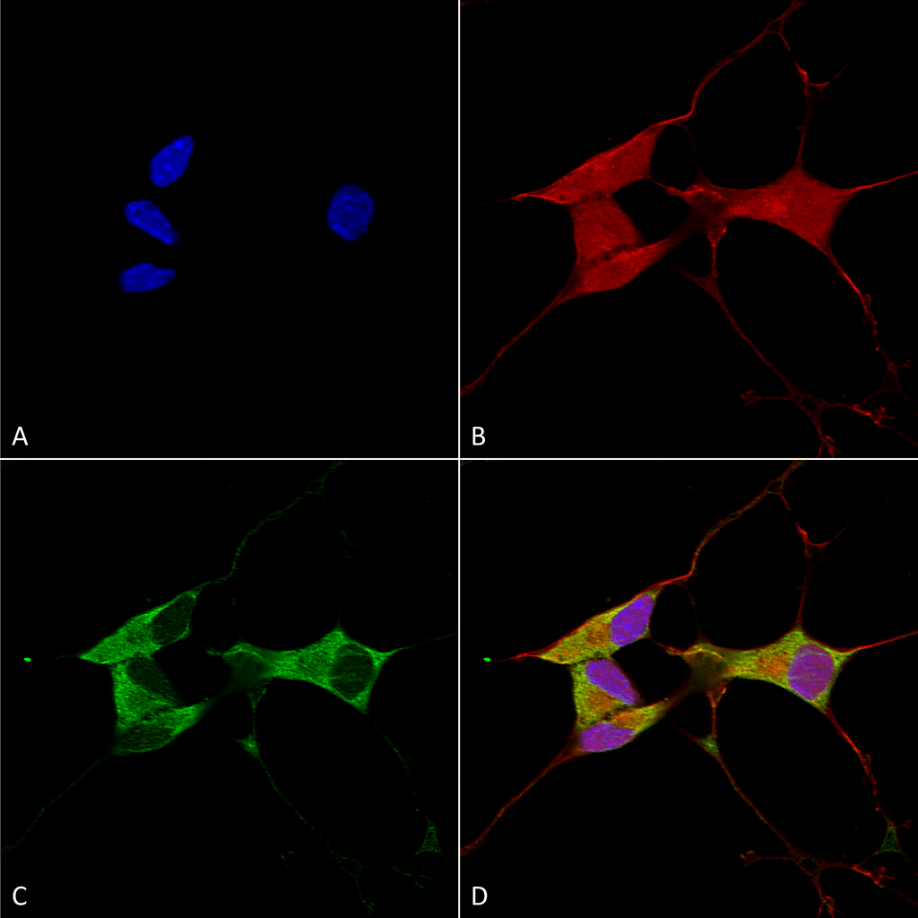 Immunocytochemistry/Immunofluorescence analysis using Mouse Anti-Mitofusin 2 Monoclonal Antibody, Clone S153-5 (56557). Tissue: Neuroblastoma cells (SH-SY5Y). Species: Human. Fixation: 4% PFA for 15 min. Primary Antibody: Mouse Anti-Mitofusin 2 Monoclonal Antibody (56557) at 1:100 for overnight at 4°C with slow rocking. Secondary Antibody: AlexaFluor 488 at 1:1000 for 1 hour at RT. Counterstain: Phalloidin-iFluor 647 (red) F-Actin stain; Hoechst (blue) nuclear stain at 1:800, 1.6mM for 20 min at RT. (A) Hoechst (blue) nuclear stain. (B) Phalloidin-iFluor 647 (red) F-Actin stain. (C) Mitofusin 2 Antibody (D) Composite.