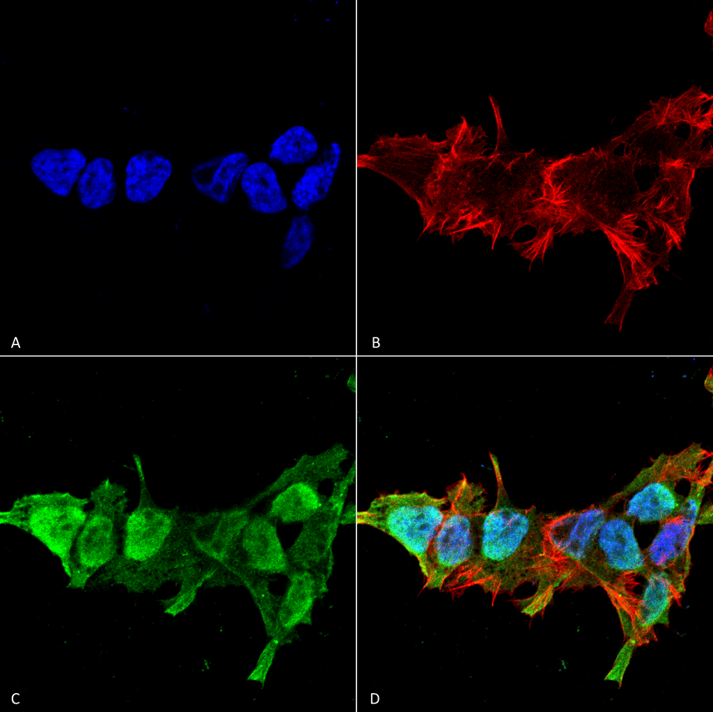 Immunocytochemistry/Immunofluorescence analysis using Mouse Anti-Mitofusin 2 Monoclonal Antibody, Clone S153-5 (56557). Tissue: Neuroblastoma cell line (SK-N-BE). Species: Human. Fixation: 4% Formaldehyde for 15 min at RT. Primary Antibody: Mouse Anti-Mitofusin 2 Monoclonal Antibody (56557) at 1:100 for 60 min at RT. Secondary Antibody: Goat Anti-Mouse ATTO 488 at 1:100 for 60 min at RT. Counterstain: Phalloidin Texas Red F-Actin stain; DAPI (blue) nuclear stain at 1:1000; 1:5000 for 60 min RT, 5 min RT. Localization: Cytoplasm, Nucleus. Magnification: 60X. (A) DAPI (blue) nuclear stain. (B) Phalloidin Texas Red F-Actin stain. (C) Mitofusin 2 Antibody. (D) Composite.