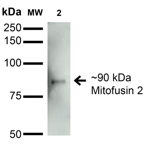 Western Blot analysis of Rat Brain Membrane showing detection of ~90 kDa Mitofusin 2 protein using Mouse Anti-Mitofusin 2 Monoclonal Antibody, Clone S153-5 (56557). Lane 1: Molecular Weight Ladder. Lane 2: Rat Brain Membrane. Load: 15 µg. Block: 2% BSA and 2% Skim Milk in 1X TBST. Primary Antibody: Mouse Anti-Mitofusin 2 Monoclonal Antibody (56557) at 1:200 for 16 hours at 4°C. Secondary Antibody: Goat Anti-Mouse IgG: HRP at 1:1000 for 1 hour RT. Color Development: ECL solution for 6 min in RT. Predicted/Observed Size: ~90 kDa.