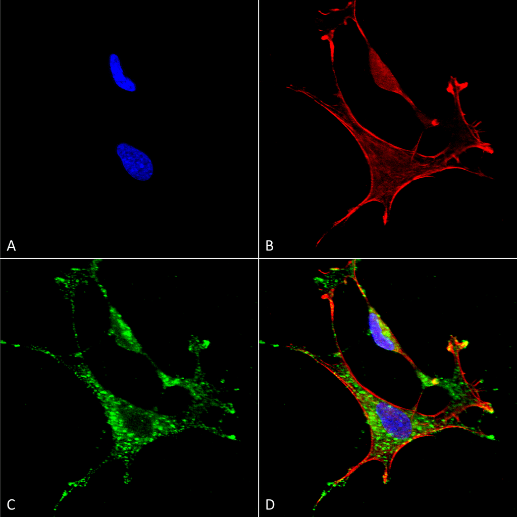 Immunocytochemistry/Immunofluorescence analysis using Mouse Anti-MMP9 Monoclonal Antibody, Clone S51-82 (29022). Tissue: Neuroblastoma cells (SH-SY5Y). Species: Human. Fixation: 4% PFA for 15 min. Primary Antibody: Mouse Anti-MMP9 Monoclonal Antibody (29022) at 1:50 for overnight at 4°C with slow rocking. Secondary Antibody: AlexaFluor 488 at 1:1000 for 1 hour at RT. Counterstain: Phalloidin-iFluor 647 (red) F-Actin stain; Hoechst (blue) nuclear stain at 1:800, 1.6mM for 20 min at RT. (A) Hoechst (blue) nuclear stain. (B) Phalloidin-iFluor 647 (red) F-Actin stain. (C) MMP9 Antibody (D) Composite.