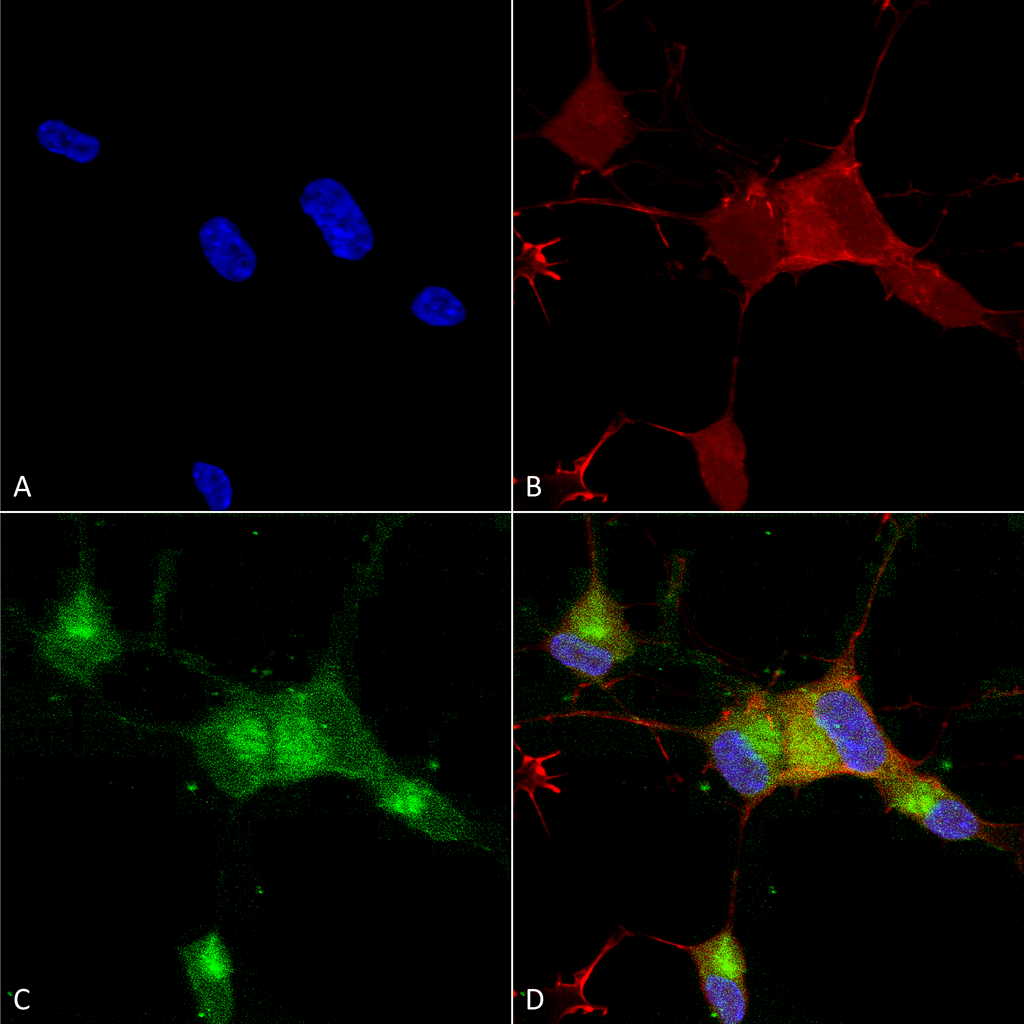 Immunocytochemistry/Immunofluorescence analysis using Mouse Anti-Nav1.7 Monoclonal Antibody, Clone N68/6 (11517). Tissue: Neuroblastoma cells (SH-SY5Y). Species: Human. Fixation: 4% PFA for 15 min. Primary Antibody: Mouse Anti-Nav1.7 Monoclonal Antibody (11517) at 1:100 for overnight at 4°C with slow rocking. Secondary Antibody: AlexaFluor 488 at 1:1000 for 1 hour at RT. Counterstain: Phalloidin-iFluor 647 (red) F-Actin stain; Hoechst (blue) nuclear stain at 1:800, 1.6mM for 20 min at RT. (A) Hoechst (blue) nuclear stain. (B) Phalloidin-iFluor 647 (red) F-Actin stain. (C) Nav1.7 Antibody (D) Composite.