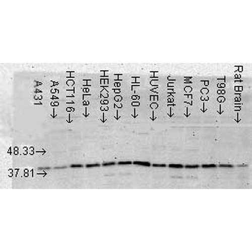Western Blot analysis of Human Cell lysates showing detection of p38 MAPK protein using Mouse Anti-p38 MAPK Monoclonal Antibody, Clone 9F12 (56450). Load: 15 µg. Block: 1.5% BSA for 30 minutes at RT. Primary Antibody: Mouse Anti-p38 MAPK Monoclonal Antibody (56450) at 1:1000 for 2 hours at RT. Secondary Antibody: Sheep Anti-Mouse IgG: HRP for 1 hour at RT.