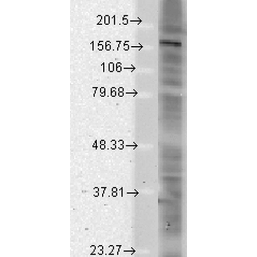 Western Blot analysis of Rat brain membrane lysate showing detection of SHANK protein using Mouse Anti-SHANK Monoclonal Antibody, Clone S23b-49 (56468). Load: 15 µg. Block: 1.5% BSA for 30 minutes at RT. Primary Antibody: Mouse Anti-SHANK Monoclonal Antibody (56468) at 1:1000 for 2 hours at RT. Secondary Antibody: Sheep Anti-Mouse IgG: HRP for 1 hour at RT.