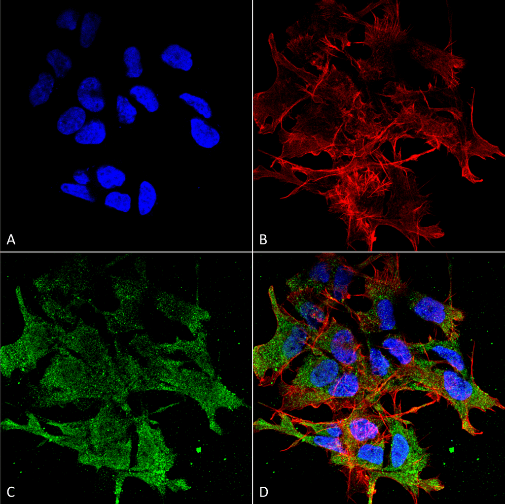 Immunocytochemistry/Immunofluorescence analysis using Mouse Anti-SHANK (pan) Monoclonal Antibody, Clone S23b-49 (56468). Tissue: Neuroblastoma cell line (SK-N-BE). Species: Human. Fixation: 4% Formaldehyde for 15 min at RT. Primary Antibody: Mouse Anti-SHANK (pan) Monoclonal Antibody (56468) at 1:100 for 60 min at RT. Secondary Antibody: Goat Anti-Mouse ATTO 488 at 1:200 for 60 min at RT. Counterstain: Phalloidin Texas Red F-Actin stain; DAPI (blue) nuclear stain at 1:1000, 1:5000 for 60 min at RT, 5 min at RT. Localization: Cytoplasm . Magnification: 60X. (A) DAPI (blue) nuclear stain. (B) Phalloidin Texas Red F-Actin stain. (C) SHANK (pan) Antibody. (D) Composite.