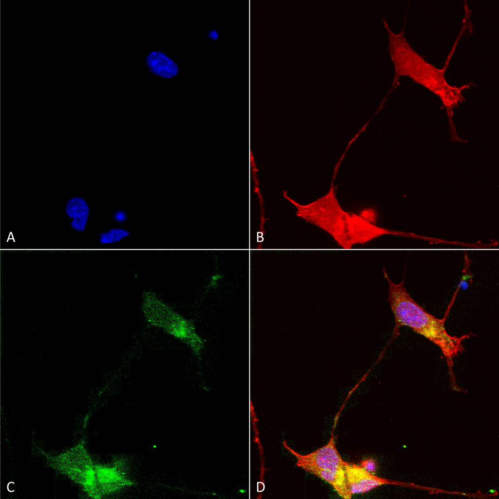 Immunocytochemistry/Immunofluorescence analysis using Mouse Anti-SHANK (pan) Monoclonal Antibody, Clone S23b-49 (56468). Tissue: Neuroblastoma cells (SH-SY5Y). Species: Human. Fixation: 4% PFA for 15 min. Primary Antibody: Mouse Anti-SHANK (pan) Monoclonal Antibody (56468) at 1:50 for overnight at 4°C with slow rocking. Secondary Antibody: AlexaFluor 488 at 1:1000 for 1 hour at RT. Counterstain: Phalloidin-iFluor 647 (red) F-Actin stain; Hoechst (blue) nuclear stain at 1:800, 1.6mM for 20 min at RT. (A) Hoechst (blue) nuclear stain. (B) Phalloidin-iFluor 647 (red) F-Actin stain. (C) SHANK (pan) Antibody (D) Composite.