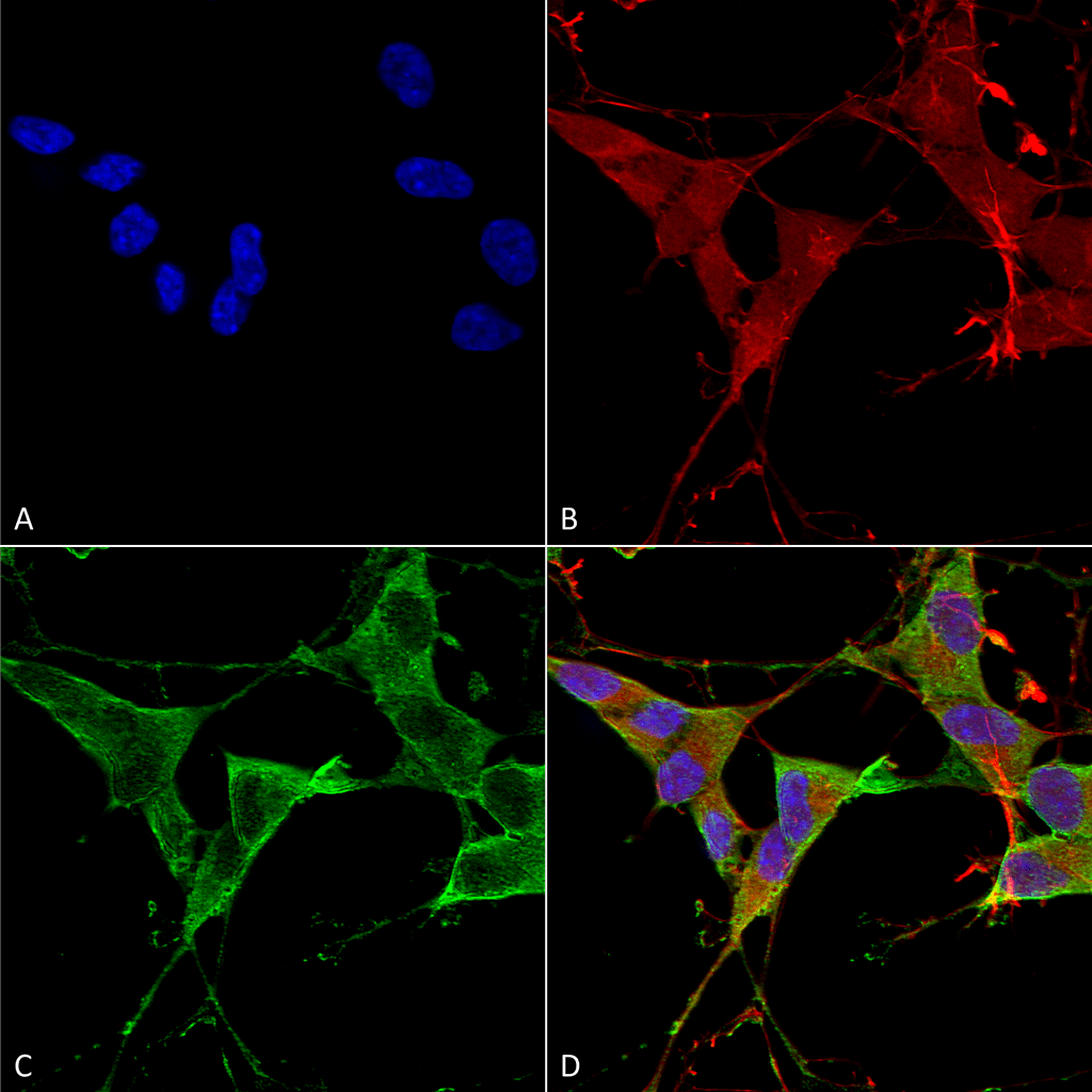 Immunocytochemistry/Immunofluorescence analysis using Mouse Anti-LAR/PTPRF Monoclonal Antibody, Clone S165-38 (56579). Tissue: Neuroblastoma cells (SH-SY5Y). Species: Human. Fixation: 4% PFA for 15 min. Primary Antibody: Mouse Anti-LAR/PTPRF Monoclonal Antibody (56579) at 1:100 for overnight at 4°C with slow rocking. Secondary Antibody: AlexaFluor 488 at 1:1000 for 1 hour at RT. Counterstain: Phalloidin-iFluor 647 (red) F-Actin stain; Hoechst (blue) nuclear stain at 1:800, 1.6mM for 20 min at RT. (A) Hoechst (blue) nuclear stain. (B) Phalloidin-iFluor 647 (red) F-Actin stain. (C) LAR/PTPRF Antibody (D) Composite.