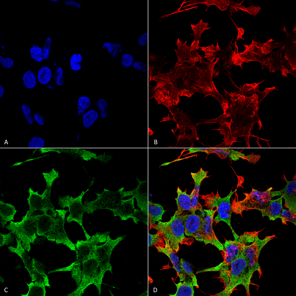 Immunocytochemistry/Immunofluorescence analysis using Mouse Anti-LAR/PTPRF Monoclonal Antibody, Clone S165-38 (56579). Tissue: Neuroblastoma cell line (SK-N-BE). Species: Human. Fixation: 4% Formaldehyde for 15 min at RT. Primary Antibody: Mouse Anti-LAR/PTPRF Monoclonal Antibody (56579) at 1:100 for 60 min at RT. Secondary Antibody: Goat Anti-Mouse ATTO 488 at 1:100 for 60 min at RT. Counterstain: Phalloidin Texas Red F-Actin stain; DAPI (blue) nuclear stain at 1:1000, 1:5000 for 60min RT, 5min RT. Localization: Membrane. Magnification: 60X. (A) DAPI (blue) nuclear stain. (B) Phalloidin Texas Red F-Actin stain. (C) LAR/PTPRF Antibody. (D) Composite.