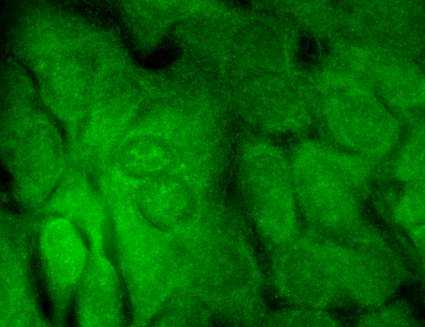 Immunocytochemistry/Immunofluorescence analysis using Mouse Anti-SHANK3 Monoclonal Antibody, Clone S69-46 (56463). Tissue: HaCaT cells. Species: Human. Fixation: Cold 100% methanol for 10 minutes at -20°C. Primary Antibody: Mouse Anti-SHANK3 Monoclonal Antibody (56463) at 1:100 for 1 hour at RT. Secondary Antibody: FITC Goat Anti-Mouse (green) at 1:50 for 1 hour at RT. Localization: Borderline positive.