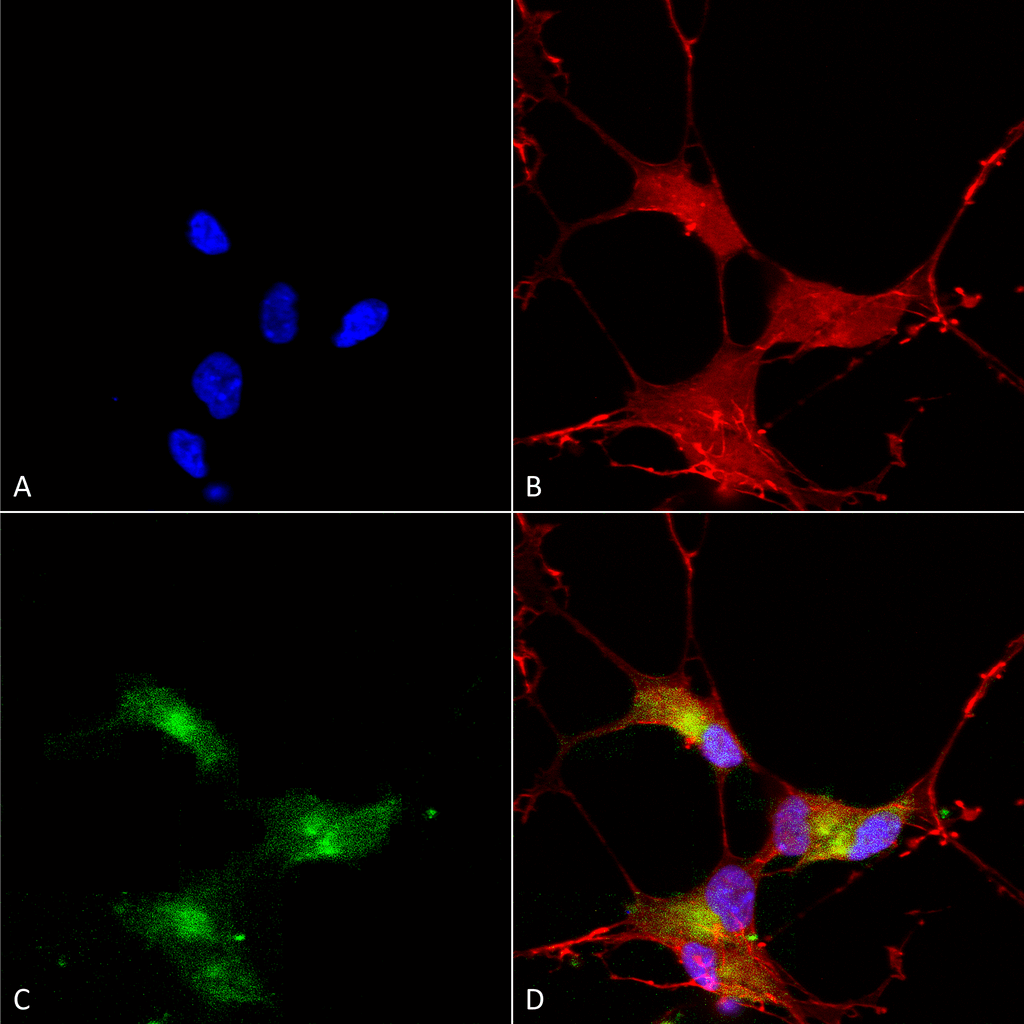 Immunocytochemistry/Immunofluorescence analysis using Mouse Anti-SHANK3 Monoclonal Antibody, Clone S69-46 (56463). Tissue: Neuroblastoma cells (SH-SY5Y). Species: Human. Fixation: 4% PFA for 15 min. Primary Antibody: Mouse Anti-SHANK3 Monoclonal Antibody (56463) at 1:50 for overnight at 4°C with slow rocking. Secondary Antibody: AlexaFluor 488 at 1:1000 for 1 hour at RT. Counterstain: Phalloidin-iFluor 647 (red) F-Actin stain; Hoechst (blue) nuclear stain at 1:800, 1.6mM for 20 min at RT. (A) Hoechst (blue) nuclear stain. (B) Phalloidin-iFluor 647 (red) F-Actin stain. (C) SHANK3 Antibody (D) Composite.
