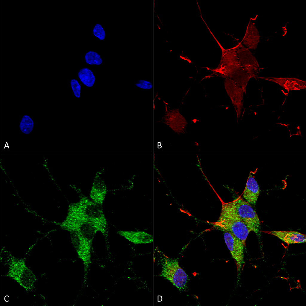 Immunocytochemistry/Immunofluorescence analysis using Mouse Anti-SHANK1/SHANK3 Monoclonal Antibody, Clone S367-51 (56578). Tissue: Neuroblastoma cells (SH-SY5Y). Species: Human. Fixation: 4% PFA for 15 min. Primary Antibody: Mouse Anti-SHANK1/SHANK3 Monoclonal Antibody (56578) at 1:100 for overnight at 4°C with slow rocking. Secondary Antibody: AlexaFluor 488 at 1:1000 for 1 hour at RT. Counterstain: Phalloidin-iFluor 647 (red) F-Actin stain; Hoechst (blue) nuclear stain at 1:800, 1.6mM for 20 min at RT. (A) Hoechst (blue) nuclear stain. (B) Phalloidin-iFluor 647 (red) F-Actin stain. (C) SHANK1/SHANK3 Antibody (D) Composite.