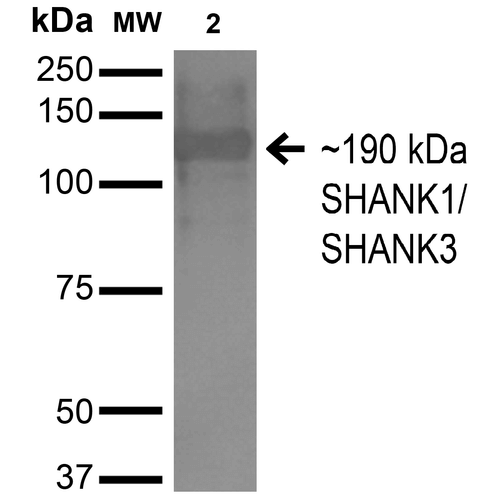 Western Blot analysis of Monkey COS cells transfected with HA-tagged Shank1 showing detection of ~190 kDa SHANK1/SHANK3 protein using Mouse Anti-SHANK1/SHANK3 Monoclonal Antibody, Clone S367-51 (56578). Lane 1: Molecular Weight Ladder. Lane 2: Monkey COS cells transfected with HA-tagged Shank1. Load: 15 µg. Block: 2% BSA and 2% Skim Milk in 1X TBST. Primary Antibody: Mouse Anti-SHANK1/SHANK3 Monoclonal Antibody (56578) at 1:200 for 16 hours at 4°C. Secondary Antibody: Goat Anti-Mouse IgG: HRP at 1:1000 for 1 hour RT. Color Development: ECL solution for 6 min in RT. Predicted/Observed Size: ~190 kDa.