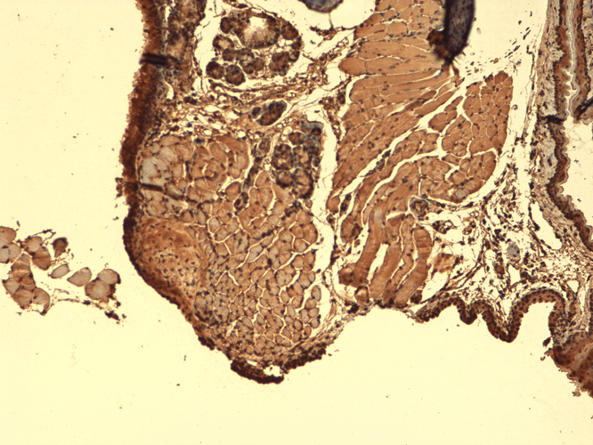 Immunohistochemistry analysis using Mouse Anti-Sodium Iodide Symporter Monoclonal Antibody, Clone 14F (11562). Tissue: Thyroid. Species: Mouse. Fixation: 10% Formalin Solution for 12-24 hours at RT. Primary Antibody: Mouse Anti-Sodium Iodide Symporter Monoclonal Antibody (11562) at 1:1000 for 1 hour at RT. Secondary Antibody: HRP/DAB Detection System: Biotinylated Goat Anti-Mouse, Streptavidin Peroxidase, DAB Chromogen (brown) for 30 minutes at RT. Counterstain: Mayer Hematoxylin (purple/blue) nuclear stain at 250-500 µl for 5 minutes at RT.