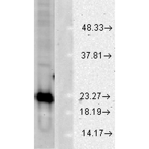 Western blot analysis of Human Cell line lysates showing detection of SOD1 protein using Rabbit Anti-SOD1 Polyclonal Antibody (13002). Load: 15 µgprotein. Block: 1.5% BSA. Primary Antibody: Rabbit Anti-SOD1 Polyclonal Antibody (13002) at 1:1000 for 2 hours at RT. Secondary Antibody: Donkey Anti-Rabbit IgG: HRP for 1 hour at RT.