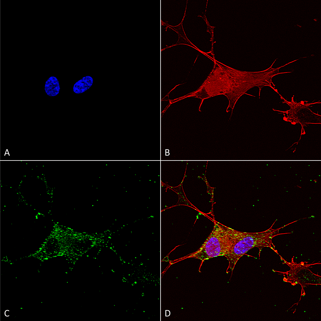 Immunocytochemistry/Immunofluorescence analysis using Mouse Anti-Synaptotagmin-7 Monoclonal Antibody, Clone S275-14 (56533). Tissue: Neuroblastoma cells (SH-SY5Y). Species: Human. Fixation: 4% PFA for 15 min. Primary Antibody: Mouse Anti-Synaptotagmin-7 Monoclonal Antibody (56533) at 1:100 for overnight at 4°C with slow rocking. Secondary Antibody: AlexaFluor 488 at 1:1000 for 1 hour at RT. Counterstain: Phalloidin-iFluor 647 (red) F-Actin stain; Hoechst (blue) nuclear stain at 1:800, 1.6mM for 20 min at RT. (A) Hoechst (blue) nuclear stain. (B) Phalloidin-iFluor 647 (red) F-Actin stain. (C) Synaptotagmin-7 Antibody (D) Composite.