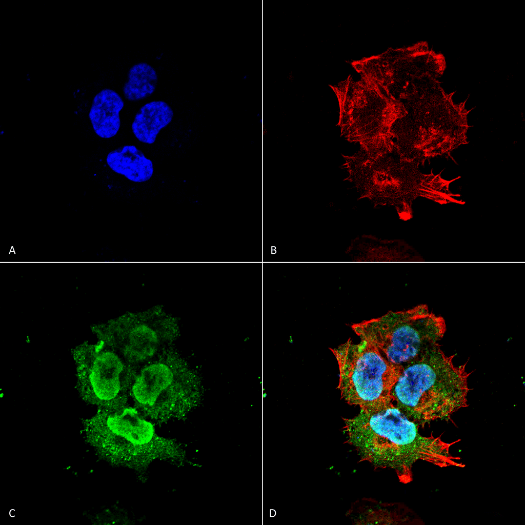 Immunocytochemistry/Immunofluorescence analysis using Mouse Anti-Synaptotagmin-7 Monoclonal Antibody, Clone S275-14 (56533). Tissue: Neuroblastoma cell line (SK-N-BE). Species: Human. Fixation: 4% Formaldehyde for 15 min at RT. Primary Antibody: Mouse Anti-Synaptotagmin-7 Monoclonal Antibody (56533) at 1:100 for 60 min at RT. Secondary Antibody: Goat Anti-Mouse ATTO 488 at 1:100 for 60 min at RT. Counterstain: Phalloidin Texas Red F-Actin stain; DAPI (blue) nuclear stain at 1:1000; 1:5000 for 60 min RT, 5 min RT. Localization: Cytoplasmic Vesicle, Nucleus. Magnification: 60X. (A) DAPI (blue) nuclear stain. (B) Phalloidin Texas Red F-Actin stain. (C) Synaptotagmin-7 Antibody. (D) Composite.