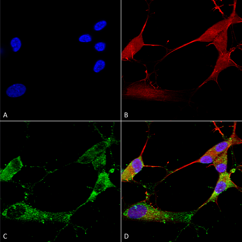 Immunocytochemistry/Immunofluorescence analysis using Mouse Anti-TARP Gamma2/4/8 (Stargazin) Monoclonal Antibody, Clone S245-36 (11572). Tissue: Neuroblastoma cells (SH-SY5Y). Species: Human. Fixation: 4% PFA for 15 min. Primary Antibody: Mouse Anti-TARP Gamma2/4/8 (Stargazin) Monoclonal Antibody (11572) at 1:100 for overnight at 4°C with slow rocking. Secondary Antibody: AlexaFluor 488 at 1:1000 for 1 hour at RT. Counterstain: Phalloidin-iFluor 647 (red) F-Actin stain; Hoechst (blue) nuclear stain at 1:800, 1.6mM for 20 min at RT. (A) Hoechst (blue) nuclear stain. (B) Phalloidin-iFluor 647 (red) F-Actin stain. (C) TARP Gamma2/4/8 (Stargazin) Antibody (D) Composite.
