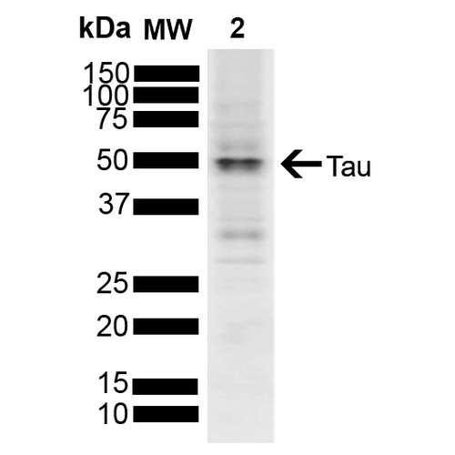 Western blot analysis of SH-SY5Y showing detection of ~45.8 kDa Tau protein using Rabbit Anti-Tau Polyclonal Antibody (57011). Lane 1: Molecular Weight Ladder (MW). Lane 2: SH-SY5Y. Load: 10 µg. Block: 5% Skim Milk powder in TBST. Primary Antibody: Rabbit Anti-Tau Polyclonal Antibody (57011) at 1:1000 for 2 hours at RT with shaking. Secondary Antibody: Goat anti-rabbit IgG:HRP at 1:4000 for 1 hour at RT with shaking. Color Development: Chemiluminescent for HRP (Moss) for 5 min in RT. Predicted/Observed Size: ~45.8 kDa. Other Band(s): 50 kDa.