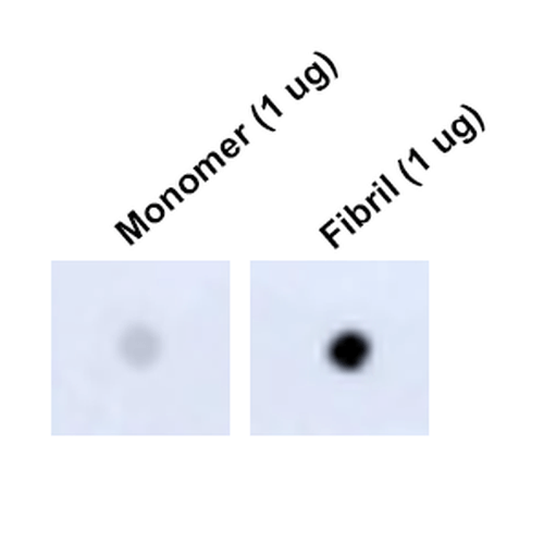 Dot Blot analysis using Mouse Anti-Tau Monoclonal Antibody, Clone 1D5 (57012). Tissue: Recombinant Protein. Species: Human. Primary Antibody: Mouse Anti-Tau Monoclonal Antibody (57012) at 1:1000 for 2 hours at RT with shaking. Secondary Antibody: Goat anti-mouse IgG:HRP at 1:5000 for 1 hour at RT with shaking.