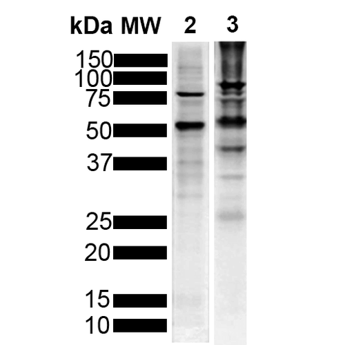 Western Blot analysis of Human Breast Cancer Cell line and Mouse Brain showing detection of Tau protein using Mouse Anti-Tau Monoclonal Antibody, Clone 1D5 (57012). Lane 1: MW Marker. Lane 2: Human T-47d (10ug). Lane 3: Mouse Brain (20ug). Block: 5% Skim Milk powder in TBST. Primary Antibody: Mouse Anti-Tau Monoclonal Antibody (57012) at 1:1000 for 2 hours at RT with shaking. Secondary Antibody: Goat anti-mouse IgG:HRP at 1:5000 for 1 hour at RT with shaking. Color Development: Chemiluminescent for HRP (Moss) for 5 min in RT.