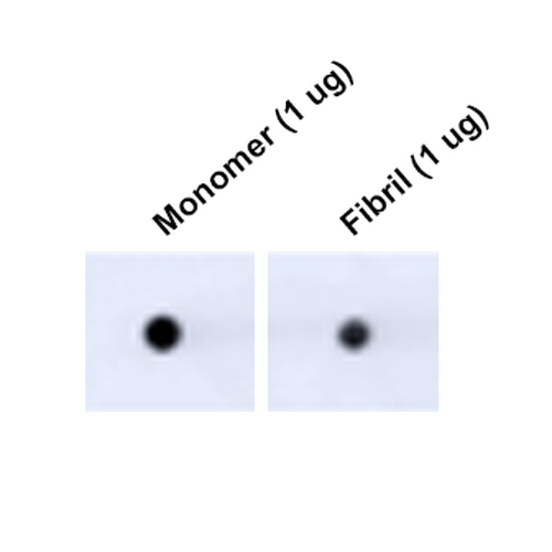 Dot Blot analysis using Mouse Anti-Tau Monoclonal Antibody, Clone 3D4 (57013). Tissue: Recombinant Protein. Species: Human. Primary Antibody: Mouse Anti-Tau Monoclonal Antibody (57013) at 1:1000 for 2 hours at RT with shaking. Secondary Antibody: Goat anti-mouse IgG:HRP at 1:5000 for 1 hour at RT with shaking.