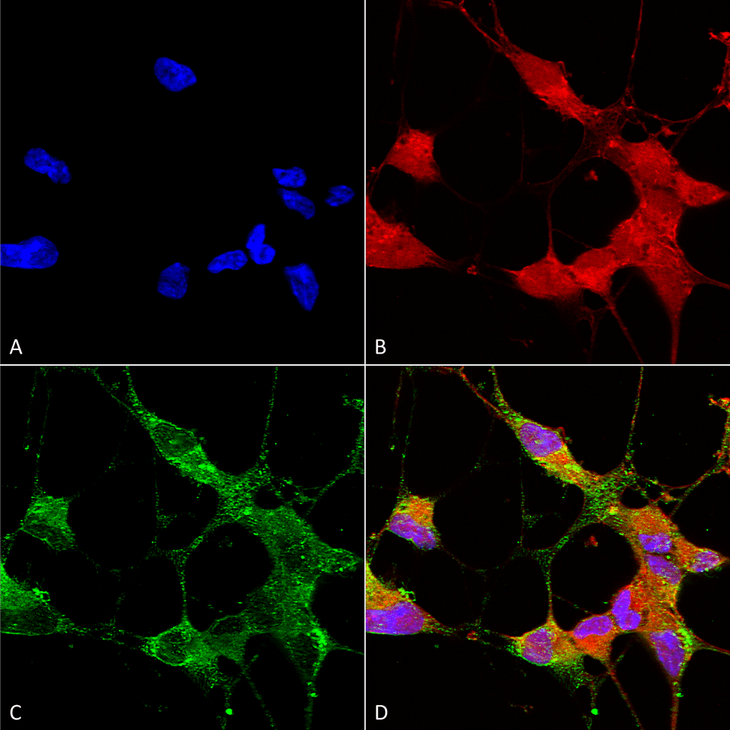 Immunocytochemistry/Immunofluorescence analysis using Mouse Anti-TrpC5 Monoclonal Antibody, Clone N67/15 (11541). Tissue: Neuroblastoma cells (SH-SY5Y). Species: Human. Fixation: 4% PFA for 15 min. Primary Antibody: Mouse Anti-TrpC5 Monoclonal Antibody (11541) at 1:50 for overnight at 4°C with slow rocking. Secondary Antibody: AlexaFluor 488 at 1:1000 for 1 hour at RT. Counterstain: Phalloidin-iFluor 647 (red) F-Actin stain; Hoechst (blue) nuclear stain at 1:800, 1.6mM for 20 min at RT. (A) Hoechst (blue) nuclear stain. (B) Phalloidin-iFluor 647 (red) F-Actin stain. (C) TrpC5 Antibody (D) Composite.