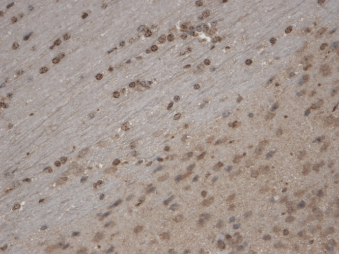Immunohistochemistry analysis using Mouse Anti-TrpC5 Monoclonal Antibody, Clone N67/15 (11541). Tissue: Brain Slice. Species: Mouse. Fixation: 10% Formalin Solution for 12-24 hours at RT. Primary Antibody: Mouse Anti-TrpC5 Monoclonal Antibody (11541) at 1:1000 for 1 hour at RT. Secondary Antibody: HRP/DAB Detection System: Biotinylated Goat Anti-Mouse, Streptavidin Peroxidase, DAB Chromogen (brown) for 30 minutes at RT. Counterstain: Mayer Hematoxylin (purple/blue) nuclear stain at 250-500 µl for 5 minutes at RT. Localization: Nuclear staining. Magnification: 10X.