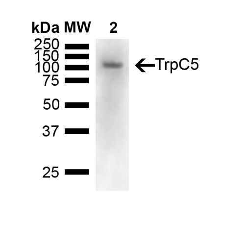 Western Blot analysis of Mouse brain showing detection of 110 kDa TrpC5 protein using Mouse Anti-TrpC5 Monoclonal Antibody, Clone N67/15 (11541). Lane 1: Molecular Weight Ladder (MW). Lane 2: Mouse Brain. Load: 15 ug. Block: 5% Skim Milk powder in TBST. Primary Antibody: Mouse Anti-TrpC5 Monoclonal Antibody (11541) at 1:1000 for Overnight at 4C. Secondary Antibody: Goat anti-mouse IgG:HRP at 1:7000 for 1 hour at RT with shaking. Color Development: Chemiluminescent for HRP (Moss) for 5 min in RT. Predicted/Observed Size: 110 kDa.
