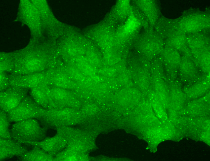 Immunocytochemistry/Immunofluorescence analysis using Mouse Anti-TrpC7 Monoclonal Antibody, Clone N64A/36 (11522). Tissue: HaCaT cells. Species: Human. Fixation: Cold 100% methanol for 10 minutes at -20°C. Primary Antibody: Mouse Anti-TrpC7 Monoclonal Antibody (11522) at 1:100 for 1 hour at RT. Secondary Antibody: FITC Goat Anti-Mouse (green) at 1:50 for 1 hour at RT. Localization: Nuclear staining .