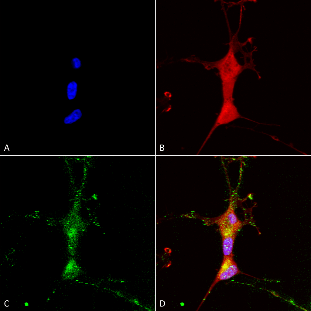 Immunocytochemistry/Immunofluorescence analysis using Mouse Anti-TrpC7 Monoclonal Antibody, Clone N64A/36 (11522). Tissue: Neuroblastoma cells (SH-SY5Y). Species: Human. Fixation: 4% PFA for 15 min. Primary Antibody: Mouse Anti-TrpC7 Monoclonal Antibody (11522) at 1:100 for overnight at 4°C with slow rocking. Secondary Antibody: AlexaFluor 488 at 1:1000 for 1 hour at RT. Counterstain: Phalloidin-iFluor 647 (red) F-Actin stain; Hoechst (blue) nuclear stain at 1:800, 1.6mM for 20 min at RT. (A) Hoechst (blue) nuclear stain. (B) Phalloidin-iFluor 647 (red) F-Actin stain. (C) TrpC7 Antibody (D) Composite.