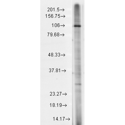 Western Blot analysis of Rat brain membrane lysate showing detection of TrpC7 protein using Mouse Anti-TrpC7 Monoclonal Antibody, Clone N64A/36 (11522). Load: 15 µg. Block: 1.5% BSA for 30 minutes at RT. Primary Antibody: Mouse Anti-TrpC7 Monoclonal Antibody (11522) at 1:1000 for 2 hours at RT. Secondary Antibody: Sheep Anti-Mouse IgG: HRP for 1 hour at RT.