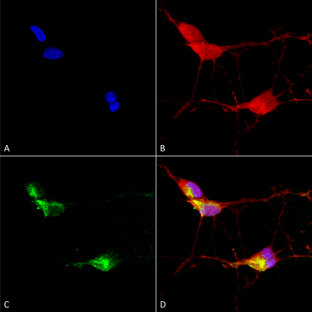 Immunocytochemistry/Immunofluorescence analysis using Mouse Anti-TrpV3 Monoclonal Antibody, Clone N15/4 (11520). Tissue: Neuroblastoma cells (SH-SY5Y). Species: Human. Fixation: 4% PFA for 15 min. Primary Antibody: Mouse Anti-TrpV3 Monoclonal Antibody (11520) at 1:100 for overnight at 4°C with slow rocking. Secondary Antibody: AlexaFluor 488 at 1:1000 for 1 hour at RT. Counterstain: Phalloidin-iFluor 647 (red) F-Actin stain; Hoechst (blue) nuclear stain at 1:800, 1.6mM for 20 min at RT. (A) Hoechst (blue) nuclear stain. (B) Phalloidin-iFluor 647 (red) F-Actin stain. (C) TrpV3 Antibody (D) Composite.