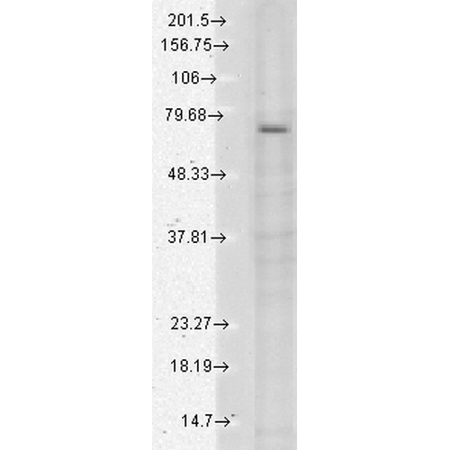 Western Blot analysis of Human Cell lysates showing detection of TrpV3 protein using Mouse Anti-TrpV3 Monoclonal Antibody, Clone N15/4 (11520). Load: 15 µg. Block: 1.5% BSA for 30 minutes at RT. Primary Antibody: Mouse Anti-TrpV3 Monoclonal Antibody (11520) at 1:1000 for 2 hours at RT. Secondary Antibody: Sheep Anti-Mouse IgG: HRP for 1 hour at RT.