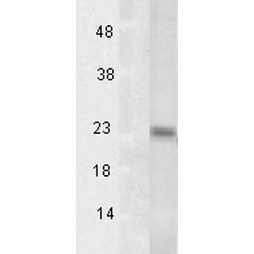 Anti-tsp23 Antibody (11137) - Leinco Technologies
