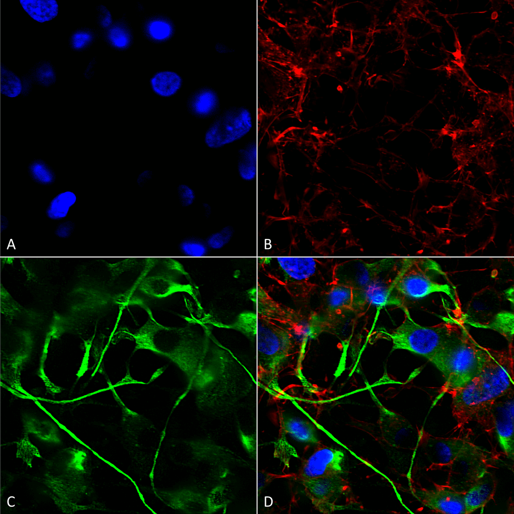Immunocytochemistry/Immunofluorescence analysis using Mouse Anti-VAChT Monoclonal Antibody, Clone S6-38 (56513). Tissue: Neuroblastoma cells (SH-SY5Y). Species: Human. Fixation: 4% PFA for 15 min. Primary Antibody: Mouse Anti-VAChT Monoclonal Antibody (56513) at 1:200 for overnight at 4°C with slow rocking. Secondary Antibody: AlexaFluor 488 at 1:1000 for 1 hour at RT. Counterstain: Phalloidin-iFluor 647 (red) F-Actin stain; Hoechst (blue) nuclear stain at 1:800, 1.6mM for 20 min at RT. (A) Hoechst (blue) nuclear stain. (B) Phalloidin-iFluor 647 (red) F-Actin stain. (C) VAChT Antibody (D) Composite.