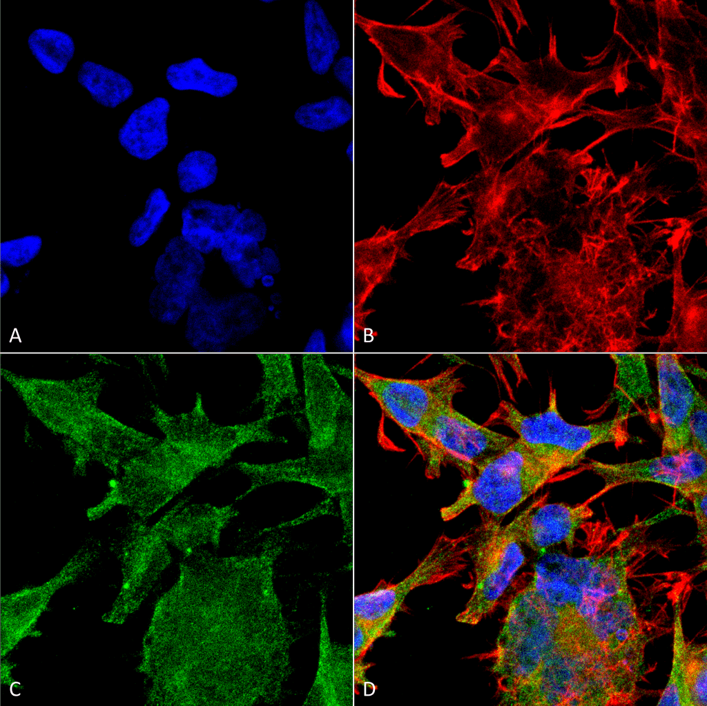 Immunocytochemistry/Immunofluorescence analysis using Mouse Anti-VAChT Monoclonal Antibody, Clone S6-38 (56513). Tissue: Neuroblastoma cell line (SK-N-BE). Species: Human. Fixation: 4% Formaldehyde for 15 min at RT. Primary Antibody: Mouse Anti-VAChT Monoclonal Antibody (56513) at 1:100 for 60 min at RT. Secondary Antibody: Goat Anti-Mouse ATTO 488 at 1:200 for 60 min at RT. Counterstain: Phalloidin Texas Red F-Actin stain; DAPI (blue) nuclear stain at 1:1000, 1:5000 for 60 min at RT, 5 min at RT. Localization: Membrane. Magnification: 60X. (A) DAPI (blue) nuclear stain. (B) Phalloidin Texas Red F-Actin stain. (C) VAChT Antibody. (D) Composite.