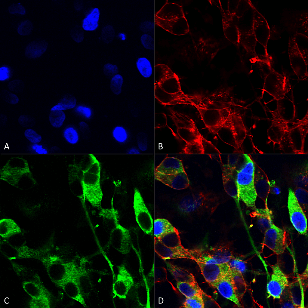 Immunocytochemistry/Immunofluorescence analysis using Mouse Anti-Versican Monoclonal Antibody, Clone S351-23 (56542). Tissue: Neuroblastoma cells (SH-SY5Y). Species: Human. Fixation: 4% PFA for 15 min. Primary Antibody: Mouse Anti-Versican Monoclonal Antibody (56542) at 1:200 for overnight at 4°C with slow rocking. Secondary Antibody: AlexaFluor 488 at 1:1000 for 1 hour at RT. Counterstain: Phalloidin-iFluor 647 (red) F-Actin stain; Hoechst (blue) nuclear stain at 1:800, 1.6mM for 20 min at RT. (A) Hoechst (blue) nuclear stain. (B) Phalloidin-iFluor 647 (red) F-Actin stain. (C) Versican Antibody (D) Composite.