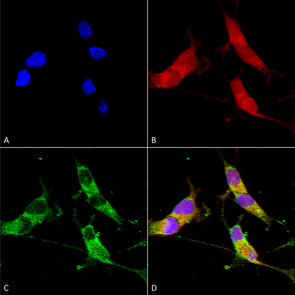 Immunocytochemistry/Immunofluorescence analysis using Mouse Anti-VGLUT2 Monoclonal Antibody, Clone S29-29 (56515). Tissue: Neuroblastoma cells (SH-SY5Y). Species: Human. Fixation: 4% PFA for 15 min. Primary Antibody: Mouse Anti-VGLUT2 Monoclonal Antibody (56515) at 1:50 for overnight at 4°C with slow rocking. Secondary Antibody: AlexaFluor 488 at 1:1000 for 1 hour at RT. Counterstain: Phalloidin-iFluor 647 (red) F-Actin stain; Hoechst (blue) nuclear stain at 1:800, 1.6mM for 20 min at RT. (A) Hoechst (blue) nuclear stain. (B) Phalloidin-iFluor 647 (red) F-Actin stain. (C) VGLUT2 Antibody (D) Composite.