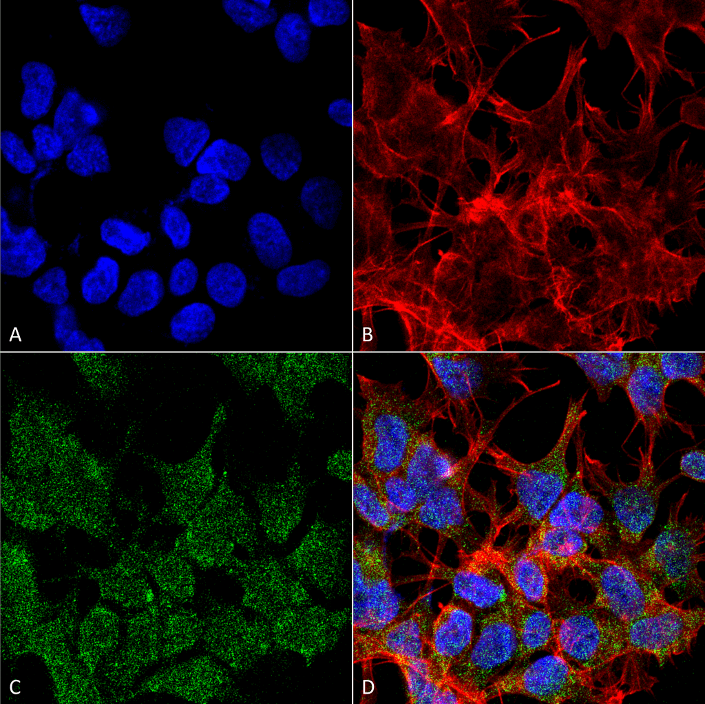 Immunocytochemistry/Immunofluorescence analysis using Mouse Anti-VGLUT2 Monoclonal Antibody, Clone S29-29 (56515). Tissue: Neuroblastoma cell line (SK-N-BE). Species: Human. Fixation: 4% Formaldehyde for 15 min at RT. Primary Antibody: Mouse Anti-VGLUT2 Monoclonal Antibody (56515) at 1:100 for 60 min at RT. Secondary Antibody: Goat Anti-Mouse ATTO 488 at 1:200 for 60 min at RT. Counterstain: Phalloidin Texas Red F-Actin stain; DAPI (blue) nuclear stain at 1:1000, 1:5000 for 60 min at RT, 5 min at RT. Localization: Cytoplasmic Vesicle, Secretory Vesicle, Synaptic Vesicle Membrane, Membrane, Cell Junction, Synapse. Magnification: 60X. (A) DAPI (blue) nuclear stain. (B) Phalloidin Texas Red F-Actin stain. (C) VGLUT2 Antibody. (D) Composite.