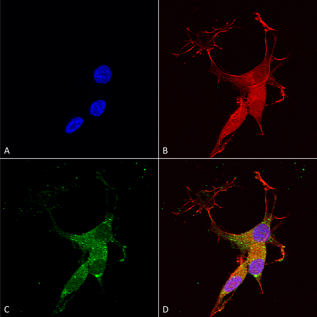 Immunocytochemistry/Immunofluorescence analysis using Mouse Anti-VGLUT3 Monoclonal Antibody, Clone S34-34 (56521). Tissue: Neuroblastoma cells (SH-SY5Y). Species: Human. Fixation: 4% PFA for 15 min. Primary Antibody: Mouse Anti-VGLUT3 Monoclonal Antibody (56521) at 1:50 for overnight at 4°C with slow rocking. Secondary Antibody: AlexaFluor 488 at 1:1000 for 1 hour at RT. Counterstain: Phalloidin-iFluor 647 (red) F-Actin stain; Hoechst (blue) nuclear stain at 1:800, 1.6mM for 20 min at RT. (A) Hoechst (blue) nuclear stain. (B) Phalloidin-iFluor 647 (red) F-Actin stain. (C) VGLUT3 Antibody (D) Composite.