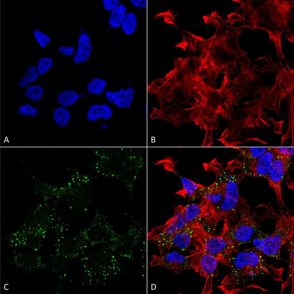 Immunocytochemistry/Immunofluorescence analysis using Mouse Anti-VGlut3 Monoclonal Antibody, Clone S34-34 (56521). Tissue: Neuroblastoma cell line (SK-N-BE). Species: Human. Fixation: 4% Formaldehyde for 15 min at RT. Primary Antibody: Mouse Anti-VGlut3 Monoclonal Antibody (56521) at 1:100 for 60 min at RT. Secondary Antibody: Goat Anti-Mouse ATTO 488 at 1:200 for 60 min at RT. Counterstain: Phalloidin Texas Red F-Actin stain; DAPI (blue) nuclear stain at 1:1000, 1:5000 for 60 min at RT, 5 min at RT. Localization: Cytoplasmic Vesicle, Secretory Vesicle, Synaptic Vesicle Membrane, Membrane, Cell Junction, Synapse. Magnification: 60X. (A) DAPI (blue) nuclear stain. (B) Phalloidin Texas Red F-Actin stain. (C) VGlut3 Antibody. (D) Composite.