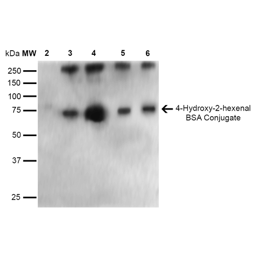 Western Blot analysis of 4-hydroxy-2-hexanal-BSA Conjugate showing detection of 67 kDa 4-hydroxy-2-hexenal protein using Mouse Anti-4-hydroxy-2-hexenal Monoclonal Antibody, Clone 6F10 . Lane 1: Molecular Weight Ladder (MW). Lane 2: BSA (0.5 µg). Lane 3: 4-hydroxyl nonenal-BSA (0.5 µg). Lane 4: 4-hydroxy nonenal-BSA (2.0 µg). Lane 5: 4-hydroxy-2-hexenal (0.5 µg). Lane 6: 4-hydroxy-2-hexenal (2.0 µg). Block: 5% Skim Milk in TBST. Primary Antibody: Mouse Anti-4-hydroxy-2-hexenal Monoclonal Antibody at 1:1000 for 2 hours at RT. Secondary Antibody: Goat Anti-Mouse IgG: HRP at 1:2000 for 60 min at RT. Color Development: ECL solution for 5 min in RT. Predicted/Observed Size: 67 kDa.